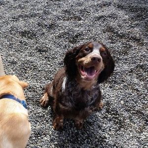 Meet your Posher, Lanoree